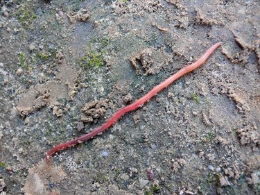 Information on Red Wiggler Worms