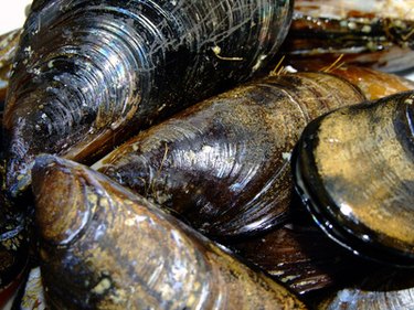 Risks of Eating Dead Mussels ehow