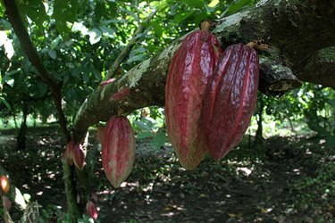 cacao organico