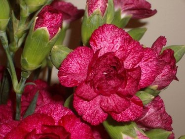 How to Press Flowers in Wax Paper