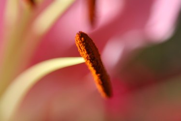 plant with red trumpet shaped flowers