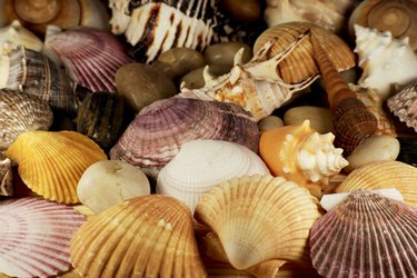 How to Clean Seashells the Right Way - Decor by the Seashore