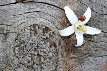 orange blossom flower