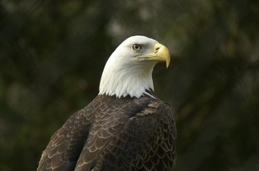 Child Bald Eagle Costume