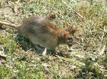 Rodenticide en granules pour rats et souris MOUSE OUT de Wilson