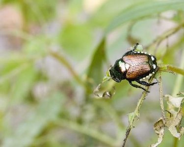 A Japanese beetle perched on a plant leaf.