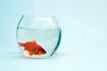 Fake fish clearance in a bowl