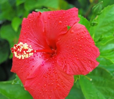 are hibiscus flowers bad for dogs