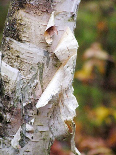 Trunk of arbutus tree with its peeling pink bark. View of Kziv