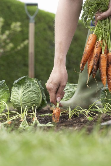 Unrecognizable person picking carrots on field, close-up, low section