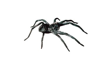 Wolf spider