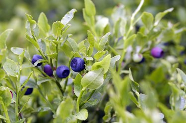 blueberry shrubs