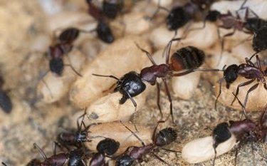 How to Get Rid of Carpenter Ants — Best Ways to Kill Carpenter Ants