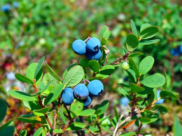 Blueberries close up