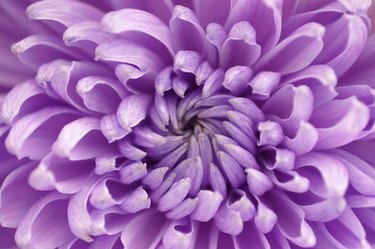 Purple chrysanthemum flower