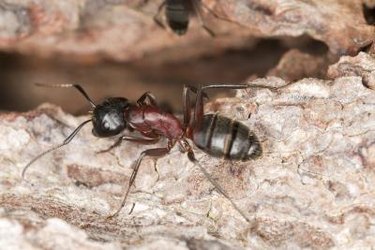 How to Get Rid of Carpenter Ants