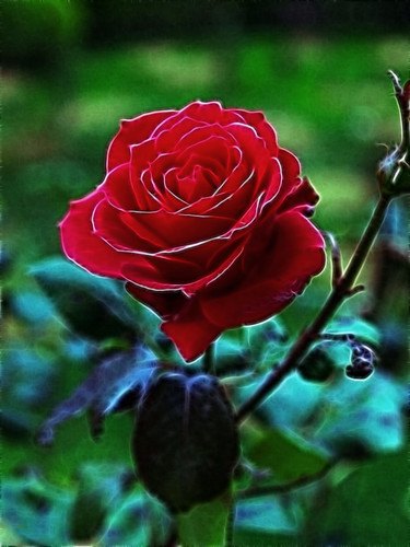 Rose Flower Meaning & Symbolism