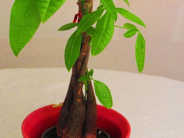 Money tree in a red pot