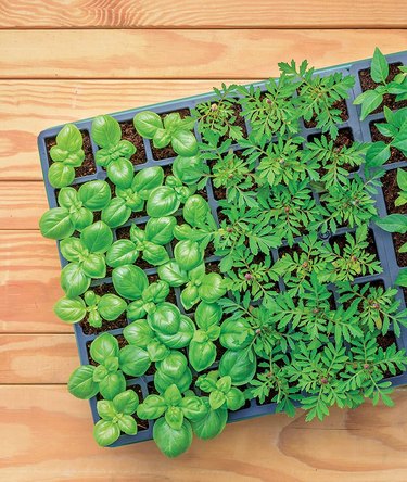 Burpee seed starter kit with numerous dirt-filled cells that has sprouted three different crops.