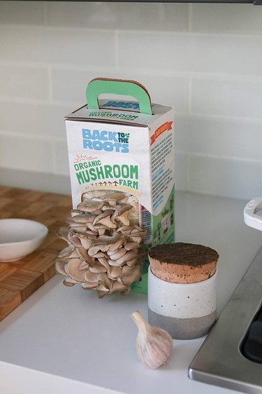 Back to the Roots Oyster mushroom growing kit on a kitchen countertop.