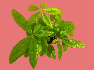 Money plant on a pink background