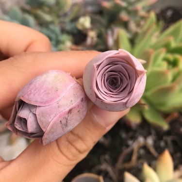 'Pink Mountain Rose' is an uncommon succulent that looks like a pale pink rosebud.