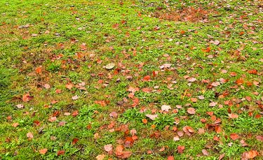 Leaves left on a lawn