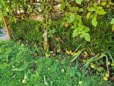 Apple tree with fruit on the groun.