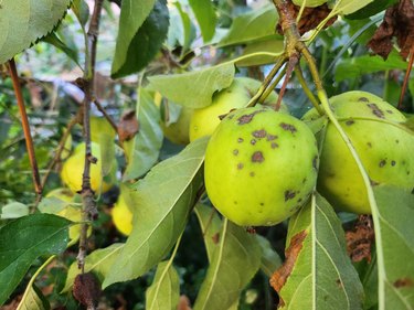 Apple tree with diseased fruit.