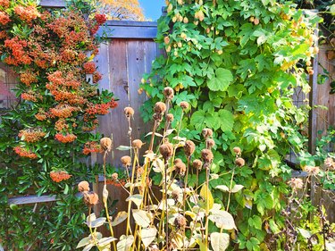 Stalks of beebalm with a hops vine