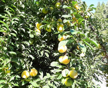 Yellow plum tree