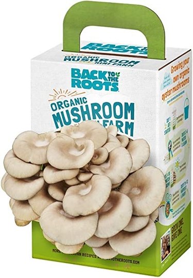 The Back to the Roots mini mushroom kit grows several crops of oyster mushroom, is easy to use and has a money back guarantee.