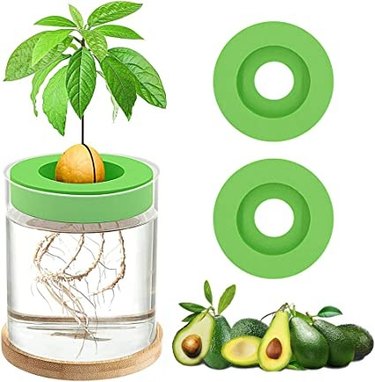 The Gereric avocado seed sprouting kit has everything you need and is fun as well as educational for kids and adults.