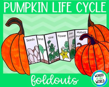 Life Cycle of a Pumpkin Foldable Kids Craft