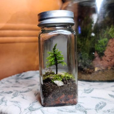 A tiny green tree and some moss grow inside a small glass container, the base of which has about half an inch of soil.