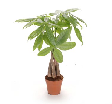 Best Gift for a Green Thumb: Costa Farms Live Money Tree