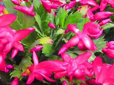 Christmas cactus with bright pink blooming flowers