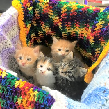 Four kittens sit in a box surrounded by colorful knit blankets