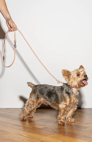 Yorkie dog on a light pink all-weather leash from Wild One.