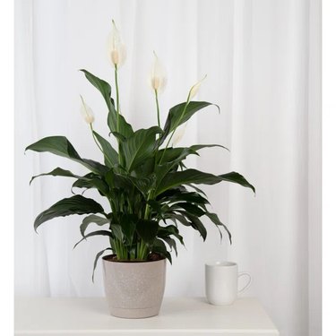 Nothing like a white Christmas with this beautiful peace lily that stands around 15 inches tall and is a breeze to care for.