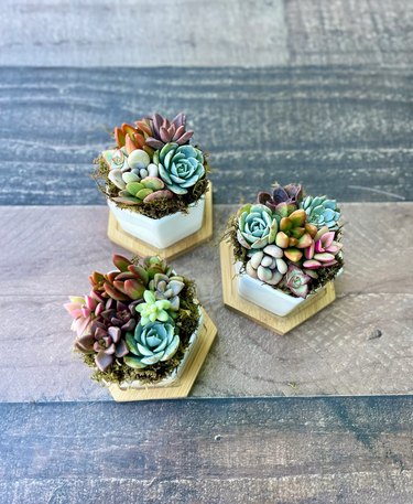 A set of three white hexagonal planters filled with assorted succulents in shades of light green, pink, purple, blue and tan