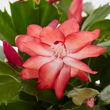 This beautiful red Christmas cactus comes in an 8-inch hanging basket and is easy to care for.