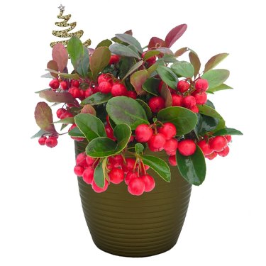 This winterberry arrangement from Better Homes & Gardens is filled with bright red berries and lush green foliage.