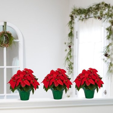 You get a three pack of 1.5-quart poinsettias to add to your Christmas decor.
