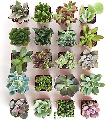 This gift pack from Shop Succulents contains 20 differnt succulents that are easy to grow and care for.