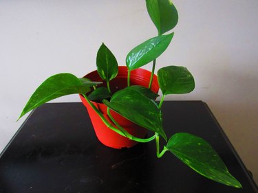 New pothos plant from cuttings