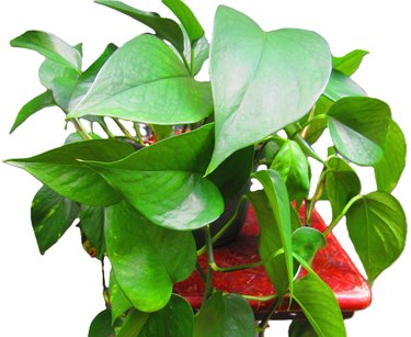 Pothos are easy to care for.