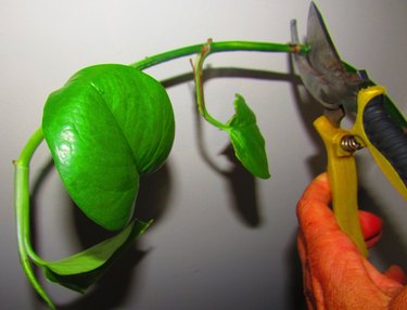 Pothos clipping