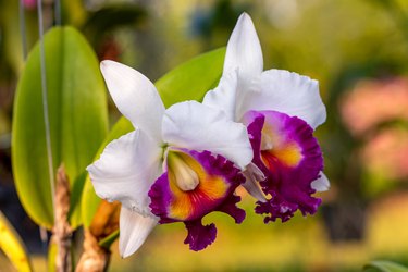 Cattleya orchid plant