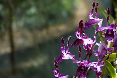 Cane Orchids (Dendrobium)